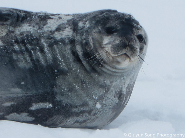 Cute Weddell seal