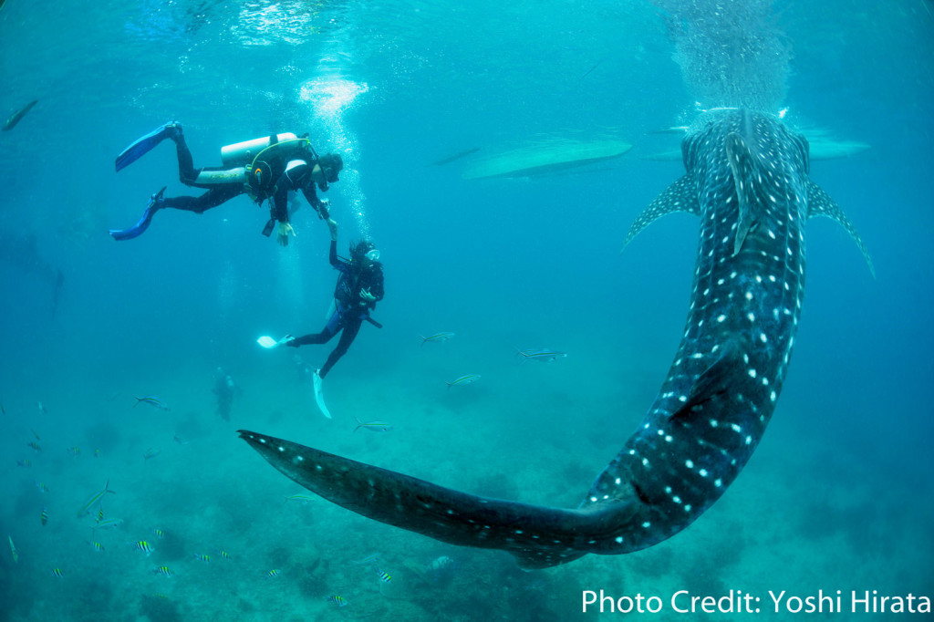 Diving Oslob Whale Shark