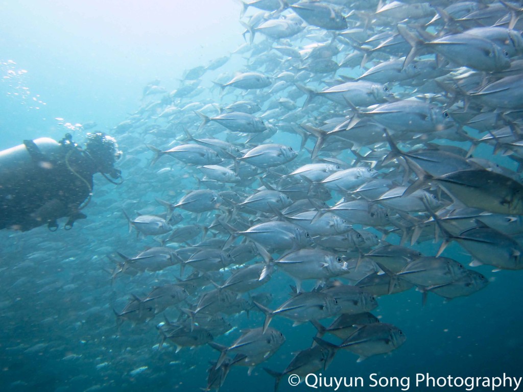 Diving Raja Ampat Blue Magic