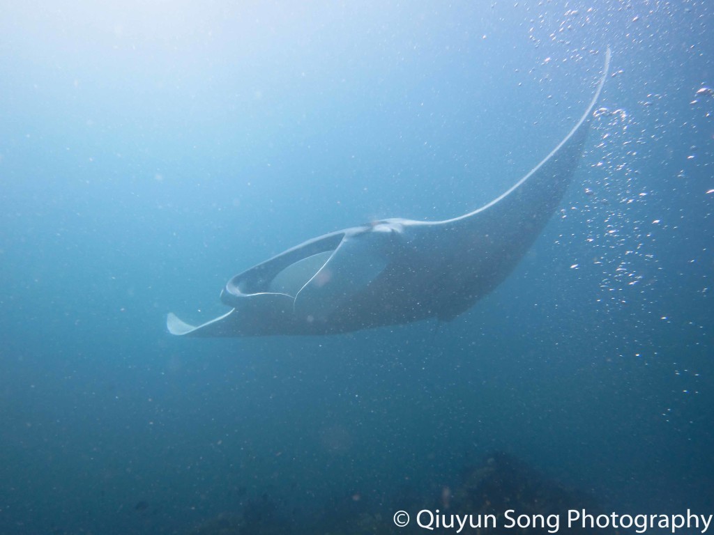 Diving Raja Ampat Manta Ray Blue Magic
