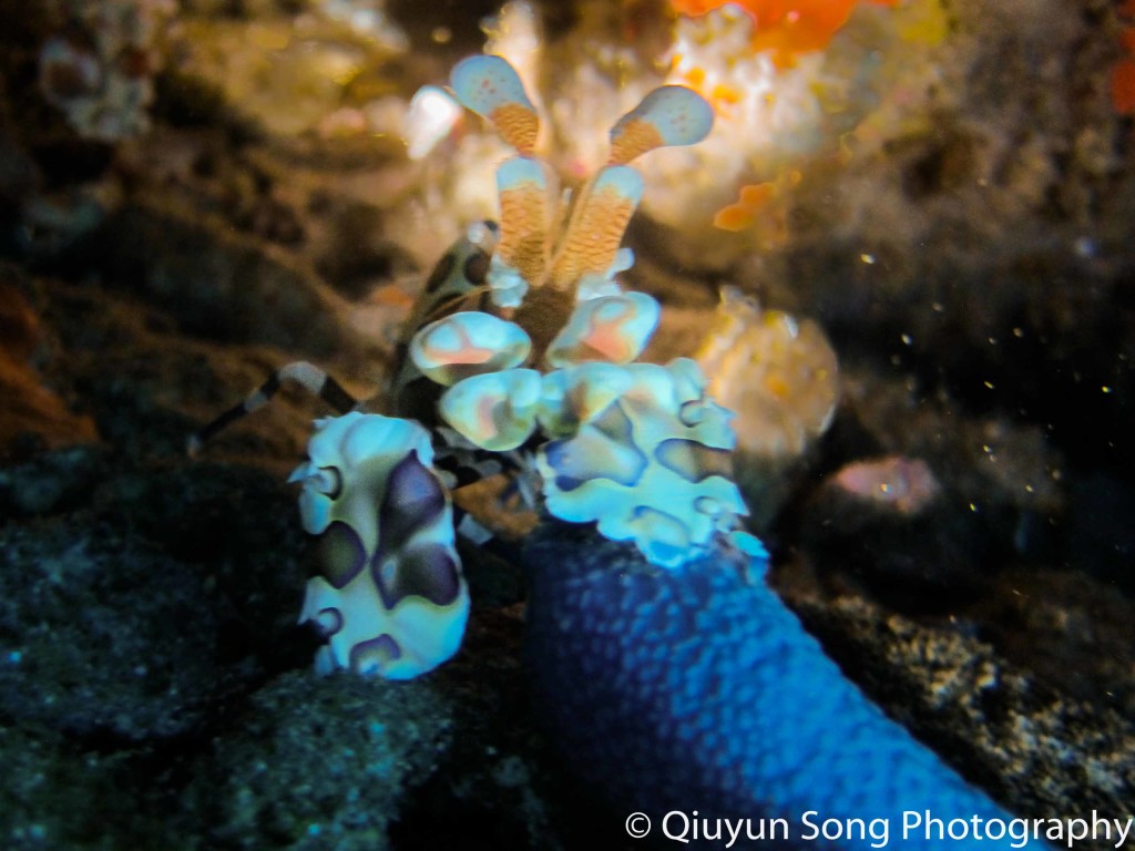 Diving Richelieu Rock Harlequin Shrimp-2