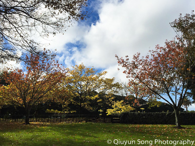 New Zealand Auckland Cornwall Park Fall Colors-0406