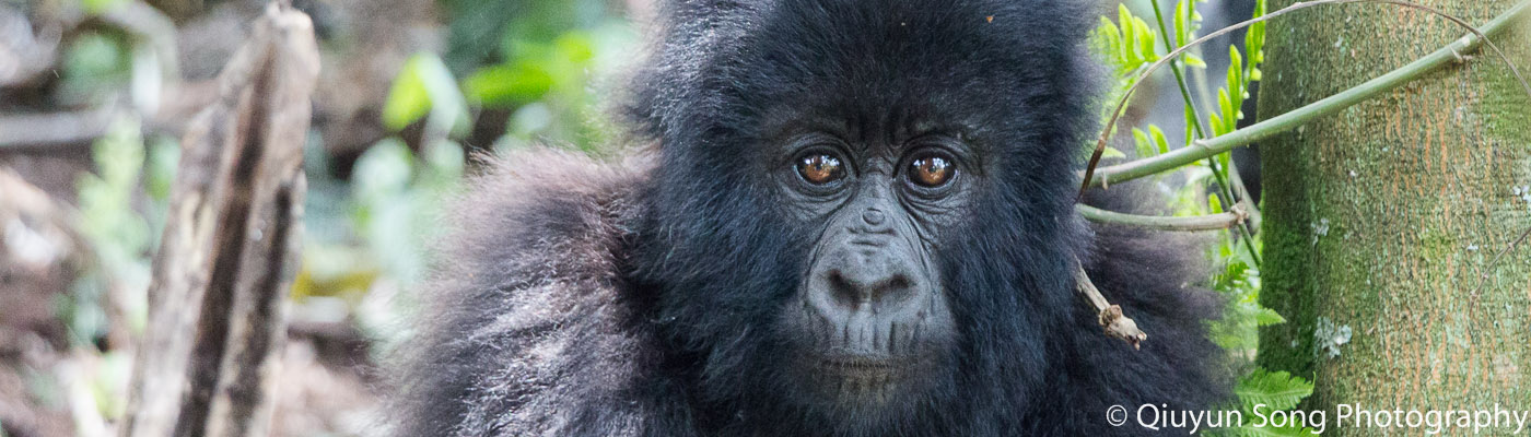 Rwanda's Mountain Gorillas