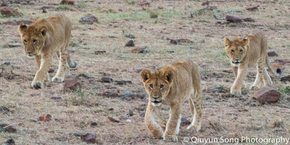 Kenya Maasai Mara Lions