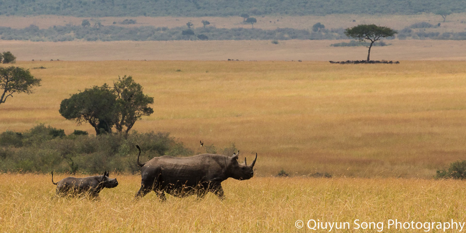 Kenya Maasai Mara Black Rhino Mom and Baby