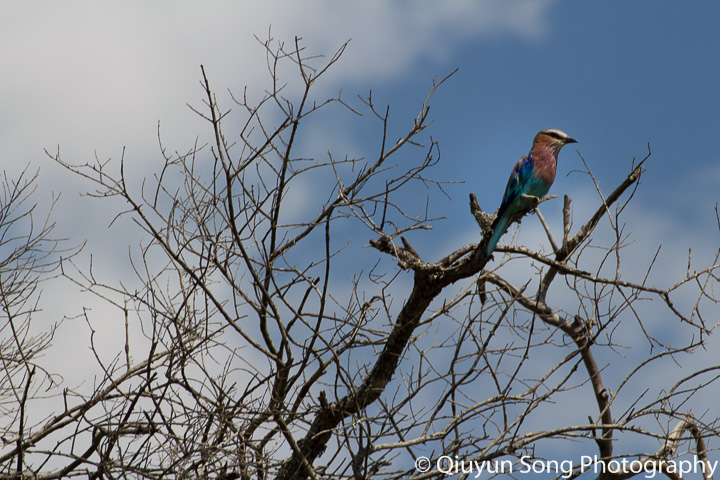 Kenya Maasai Mara Bird - Lilac Breasted Roller