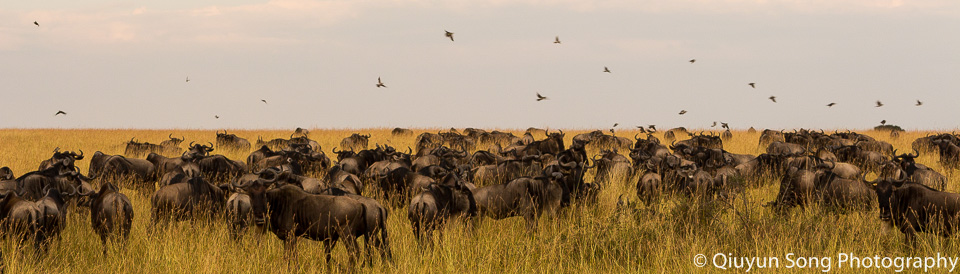 Kenya Maasai Mara Great Annual Wildebeest Migration