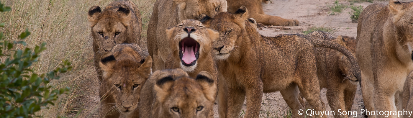 The Majestic Cats Of The Kruger National Park
