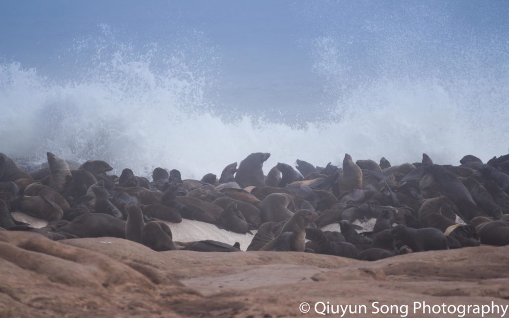 Namibia Skeleton Coast Seal Colony