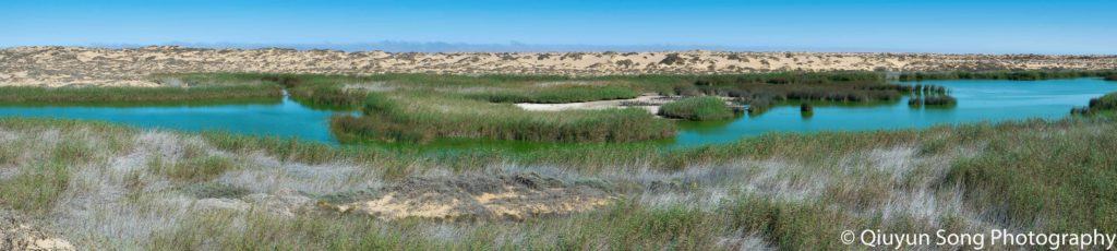 Skeleton Coast Desert Oasis