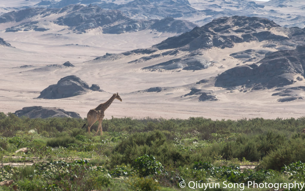 Namibia Hoanib Skeleton Coast Camp Giraffe