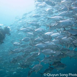 Top 5 Exotic Warm Water Dive Spots That Are Worth the Trouble