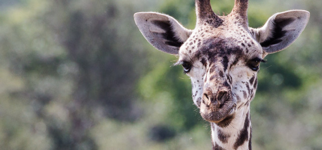 Kenya Maasai Mara Giraffe
