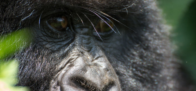 Rwanda Mountain Gorilla