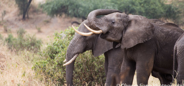 Tanzania Tarangire elephants