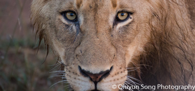 Sabi Sands Adult Male Lion Close Up