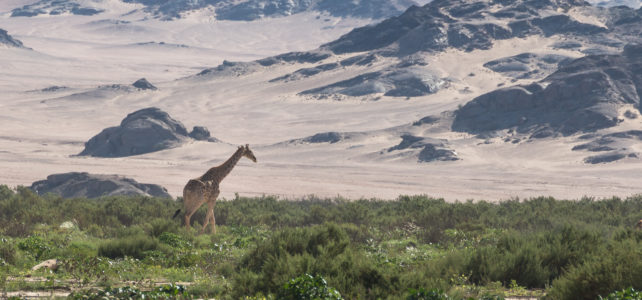 Namibia Hoanib Skeleton Coast Camp Giraffe